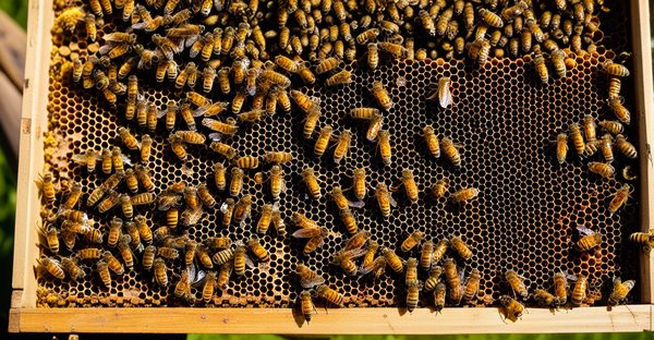 Boutique en ligne pour les passionnés de l'apiculture : tout pour vos abeilles